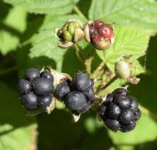 Attēlu rezultāti vaicājumam “Rubus caesius fruit”