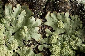 Attēlu rezultāti vaicājumam “Parmeliopsis ambigua”