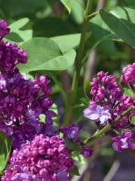 Attēlu rezultāti vaicājumam “Syringa vulgaris flower”