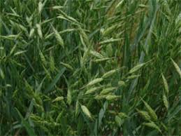 Attēlu rezultāti vaicājumam “Bromus secalinus”