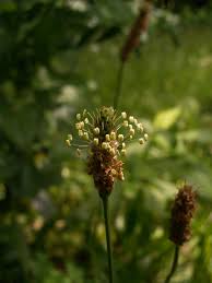 Attēlu rezultāti vaicājumam “Plantago lanceolata bud”