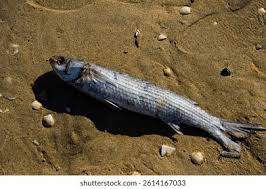 Image result for Liza aurata