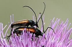 Attēlu rezultāti vaicājumam “Stenurella melanura”