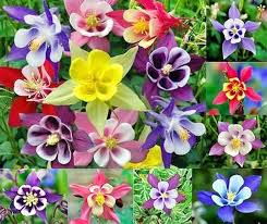 Image result for Aquilegia caerulea
