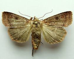 Attēlu rezultāti vaicājumam “Diarsia florida”