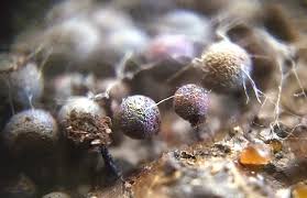 Attēlu rezultāti vaicājumam “Diderma hemisphaericum plasmodium”