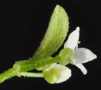 Attēlu rezultāti vaicājumam “Galium trifidum”