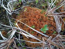 Attēlu rezultāti vaicājumam “Sphagnum fuscum”