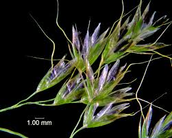 Attēlu rezultāti vaicājumam “Trisetum flavescens”
