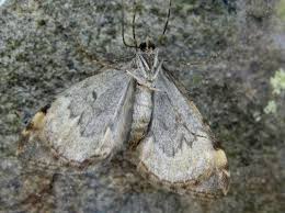 Attēlu rezultāti vaicājumam “Dysstroma truncata”