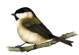 Attēlu rezultāti vaicājumam “Poecile montanus”