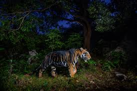 Kuvahaun tulos haulle tigers