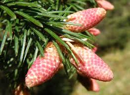Attēlu rezultāti vaicājumam “Picea abies female flower”