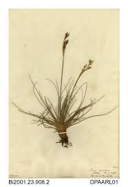 Attēlu rezultāti vaicājumam “Juncus squarrosus”