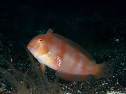 Image result for Xyrichtys novacula