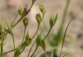 Attēlu rezultāti vaicājumam “Juncus bufonius bud”
