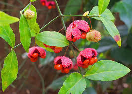 Attēlu rezultāti vaicājumam “Euonymus verrucosus fruit”