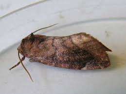 Attēlu rezultāti vaicājumam “Cosmia pyralina”