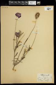 Image result for Knautia dipsacifolia