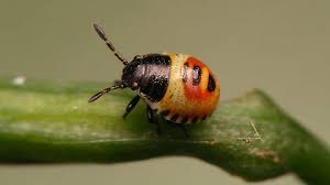 Attēlu rezultāti vaicājumam “Eurydema oleracea imago”