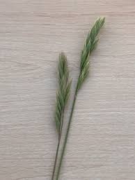 Attēlu rezultāti vaicājumam “Festuca ovina flower”