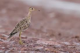 Image result for Bartramia longicauda