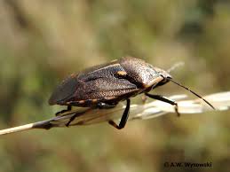 Attēlu rezultāti vaicājumam “Jalla dumosa imago”