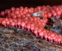 Attēlu rezultāti vaicājumam “Oligonema favogineum”