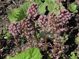 Image result for Petasites officinalis