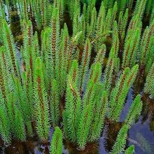 Attēlu rezultāti vaicājumam “Hippuris vulgaris”