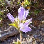 Image result for Campanula lingulata