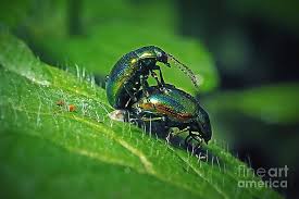 Attēlu rezultāti vaicājumam “Chrysolina fastuosa”