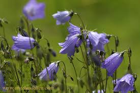 Image result for Glockenblumen