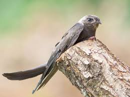 Image result for Bristol Swifts