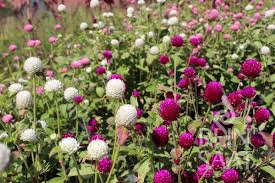 Image result for Kugelamarant