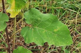 Attēlu rezultāti vaicājumam “Arctium tomentosum”