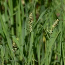 Attēlu rezultāti vaicājumam “Carex buxbaumii”