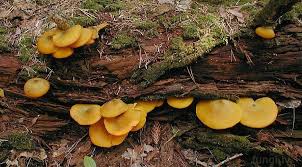 Attēlu rezultāti vaicājumam “Tricholomopsis decora”