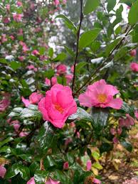 Attēlu rezultāti vaicājumam “Fraxinus excelsior Pendula female flower”