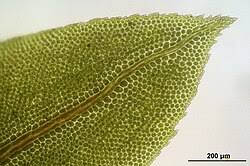 Attēlu rezultāti vaicājumam “Fissidens adianthoides”