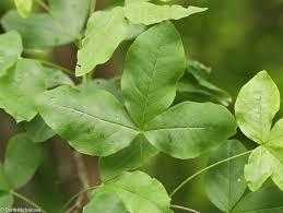 Attēlu rezultāti vaicājumam “Laburnum alpinum”