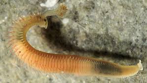 Attēlu rezultāti vaicājumam “Annelides”