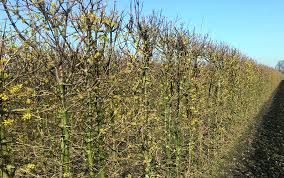 Attēlu rezultāti vaicājumam “Cornus mas flower”