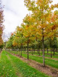 Attēlu rezultāti vaicājumam “Quercus rubra”