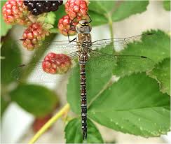 Attēlu rezultāti vaicājumam “Aeshna mixta male”