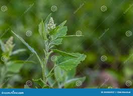 Attēlu rezultāti vaicājumam “Chenopodium album leaf”