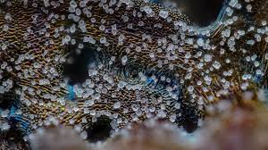 Attēlu rezultāti vaicājumam “Didymium serpula young”