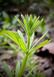 Image result for Galium aparine