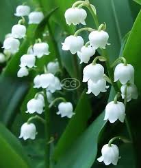Attēlu rezultāti vaicājumam “Convallaria majalis”