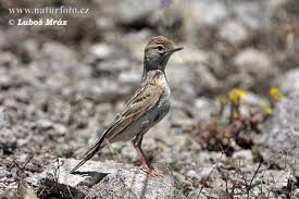 Image result for Calandrella brachydactyla